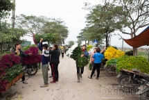 Làng hoa Tây Tựu nhộn nhịp đón tết