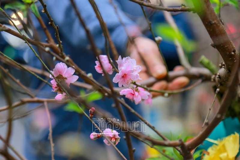 Hải Dương: Nhộn nhịp chợ Tết ngày cuối năm