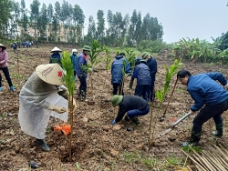 hai duong ke hoach phat dong tet trong cay tai tp chi linh