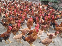 Hải Dương quyết không để xảy ra dịch chồng dịch