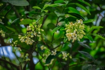 Hà Nội mùa nồng nàn hương bưởi