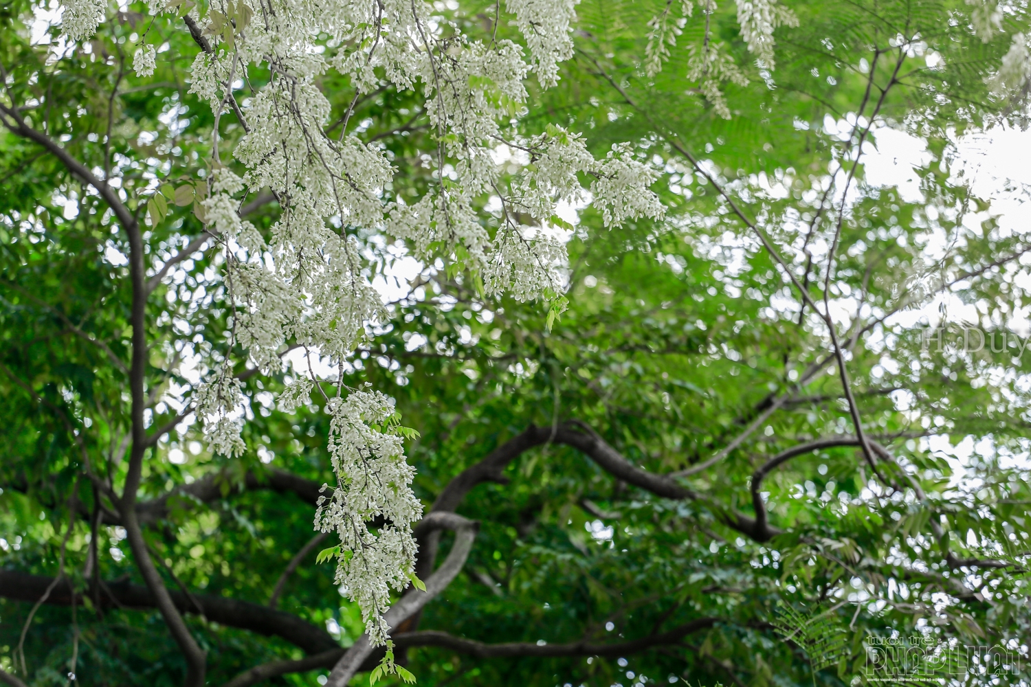 Người Hà Nội ngắm hoa sưa nở sớm