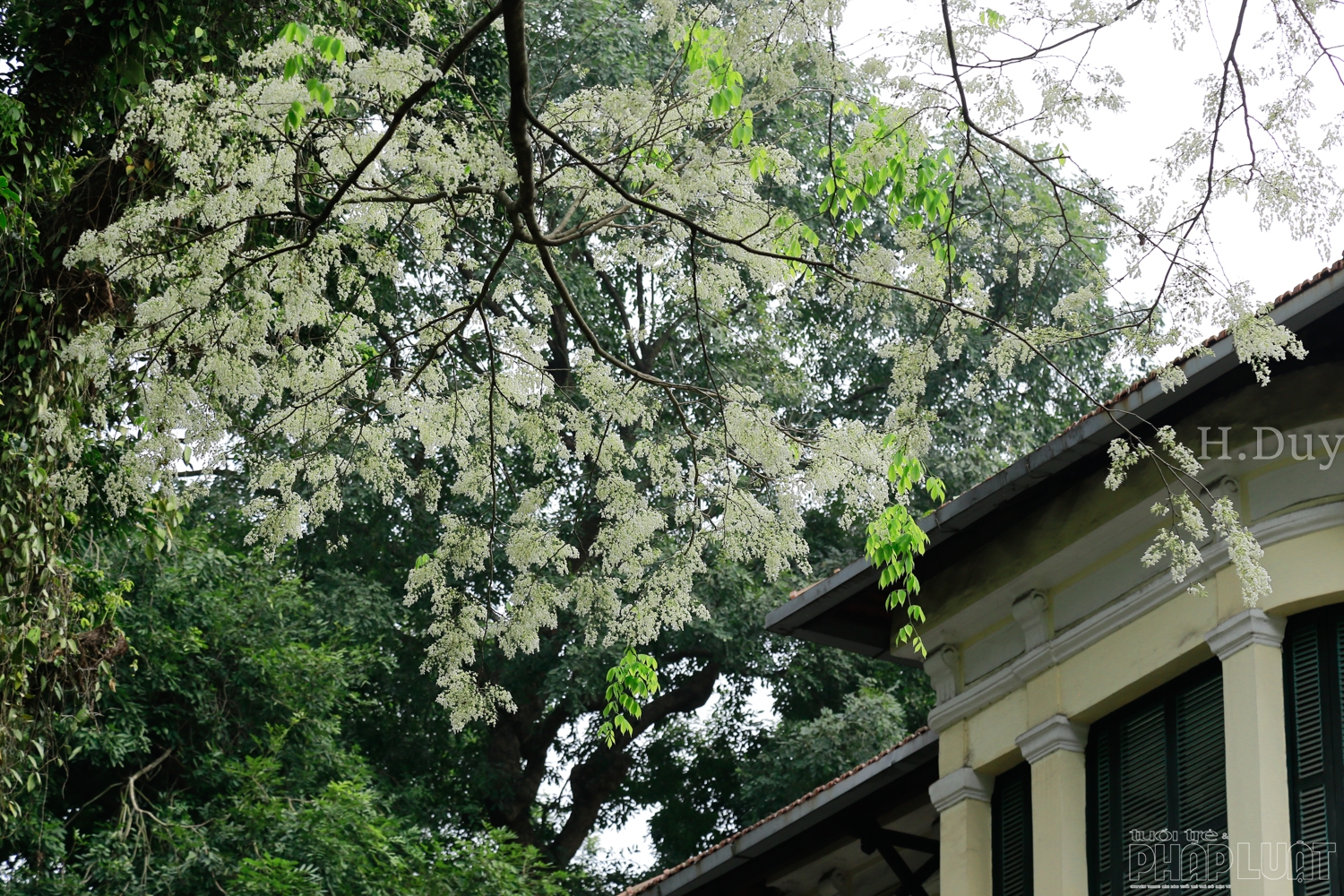 Hà Nội - Mùa sưa trắng tinh khôi