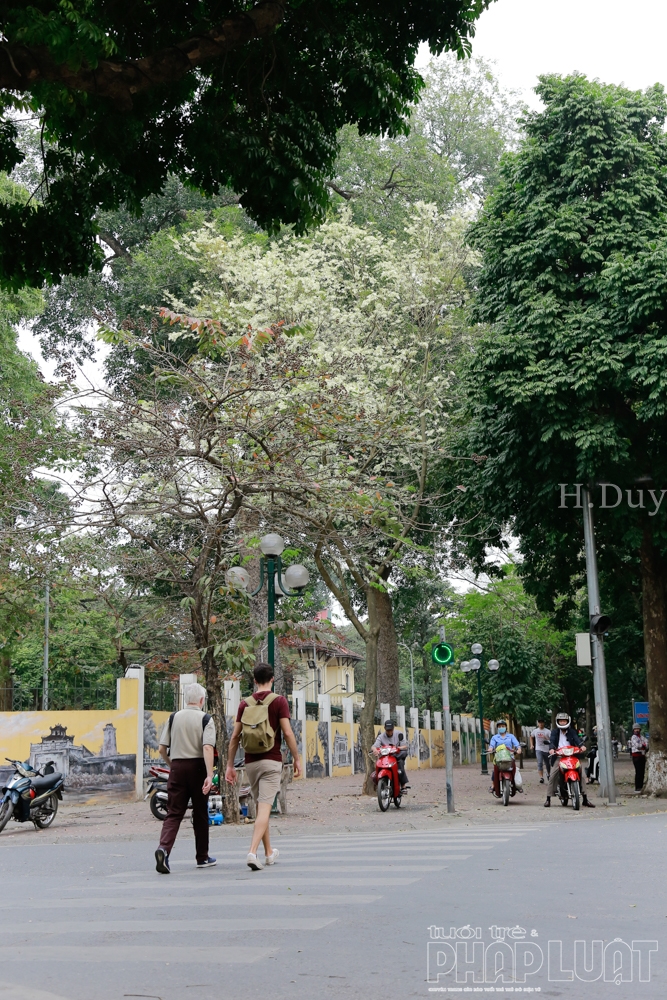 ha noi ngan ngo trong sac sua trang tinh khoi