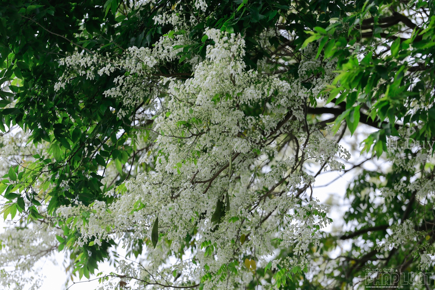 ha noi ngan ngo trong sac sua trang tinh khoi