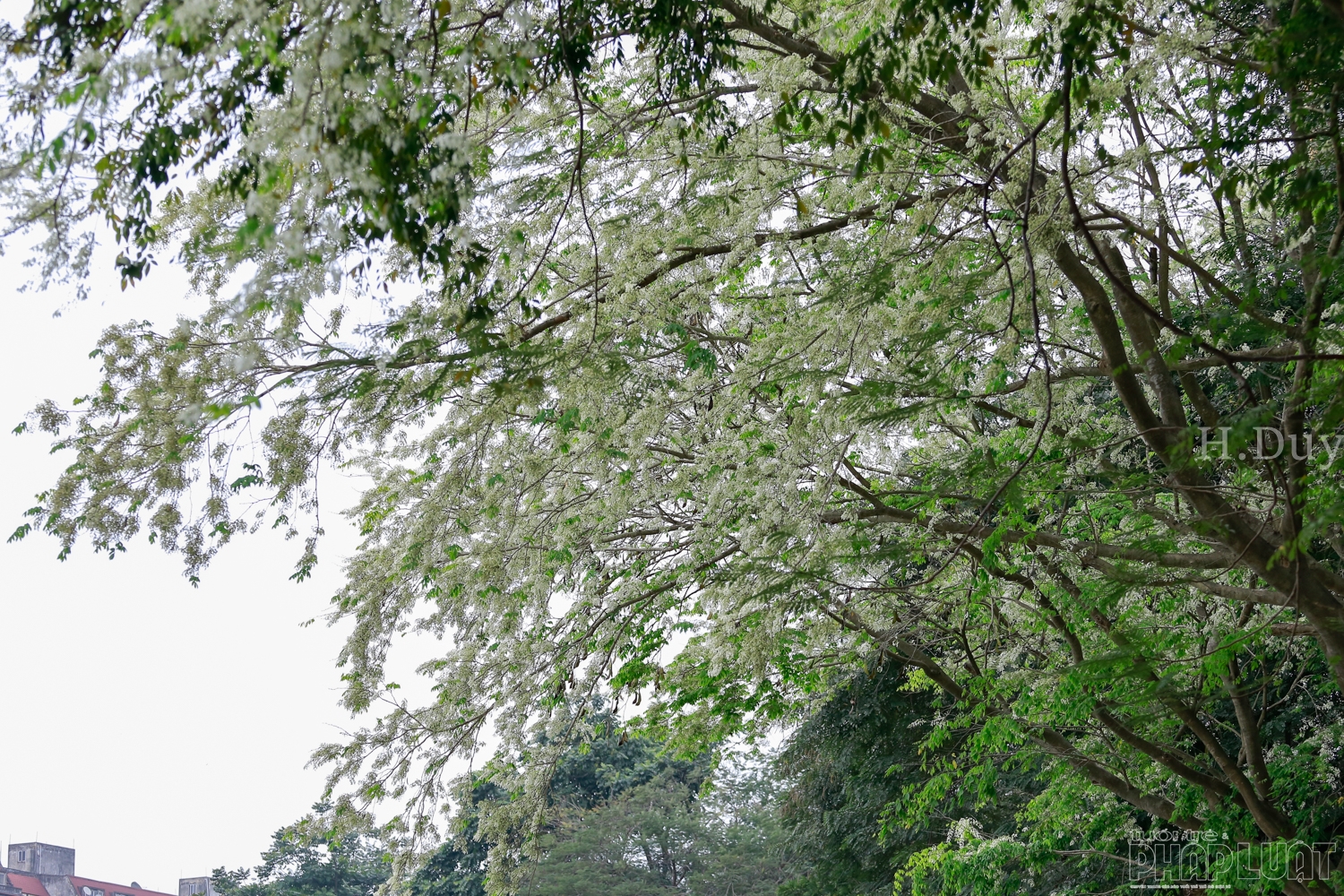 ha noi ngan ngo trong sac sua trang tinh khoi