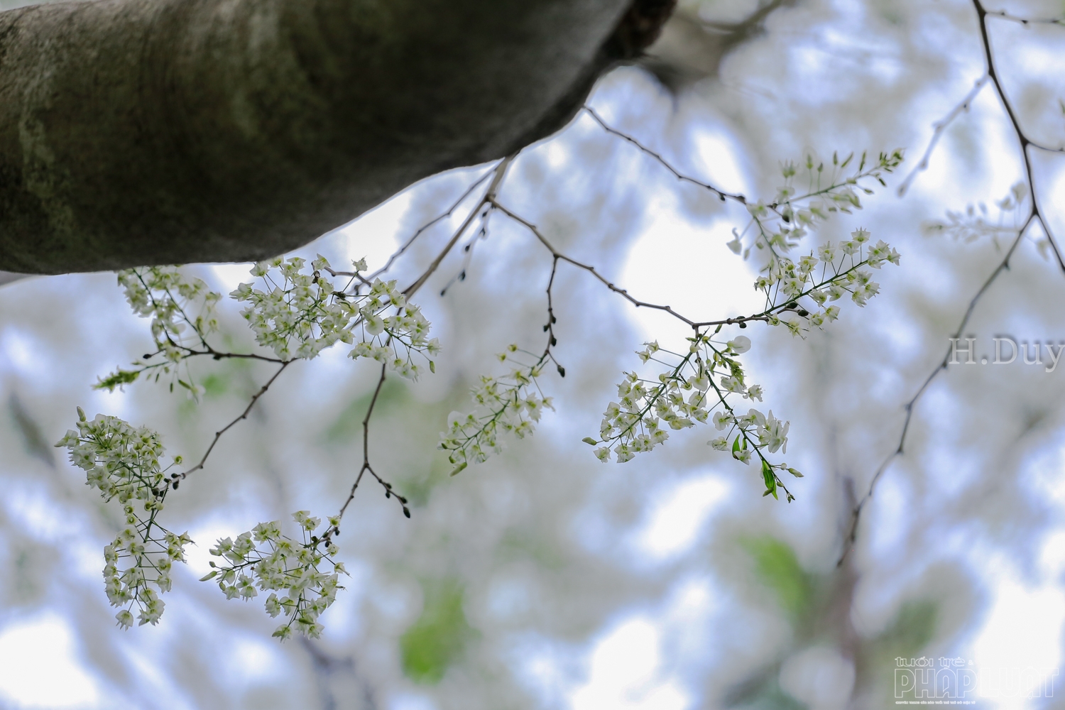 ha noi ngan ngo trong sac sua trang tinh khoi