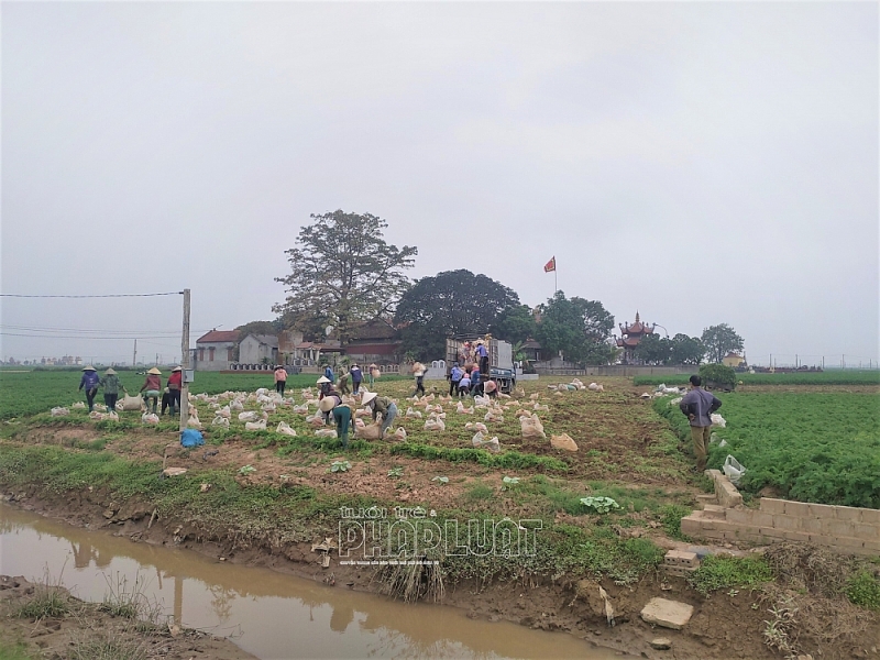 Hải Dương: Tạo điều kiện thuận lợi nhất vận chuyển, tiêu thụ cà rốt ở Đức Chính