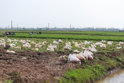 hai duong nong dan ra dong san xuat nong nghiep phai co the