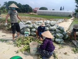 hoi lhpn tinh hai duong no luc giai cuu nong san