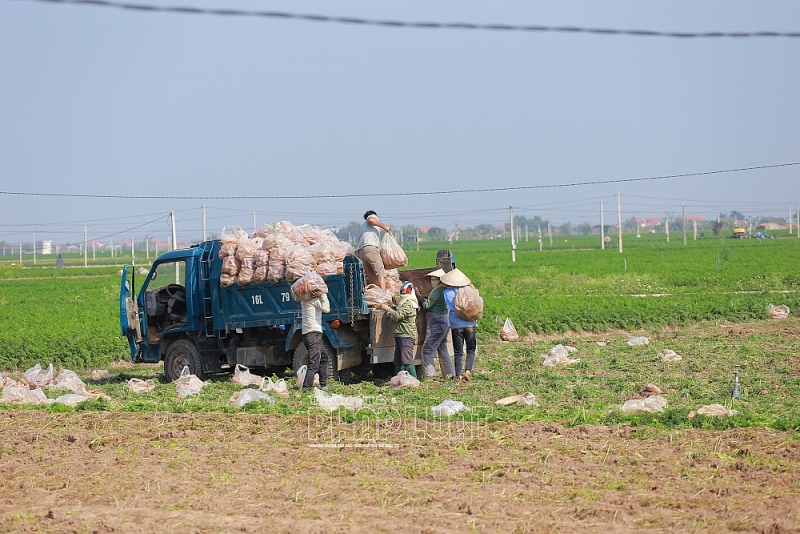 Thu mua cà rốt