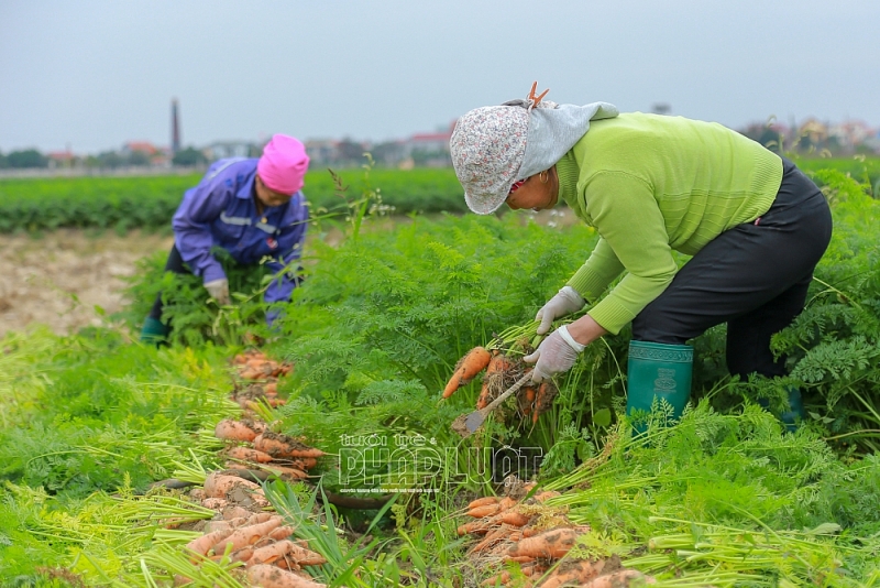 Lần đầu tiên Hải Dương tổ chức 