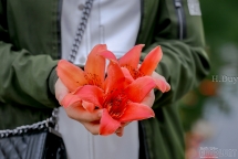 Hoa gạo giữa Thủ đô: Thấp thoáng hồn quê trong phố