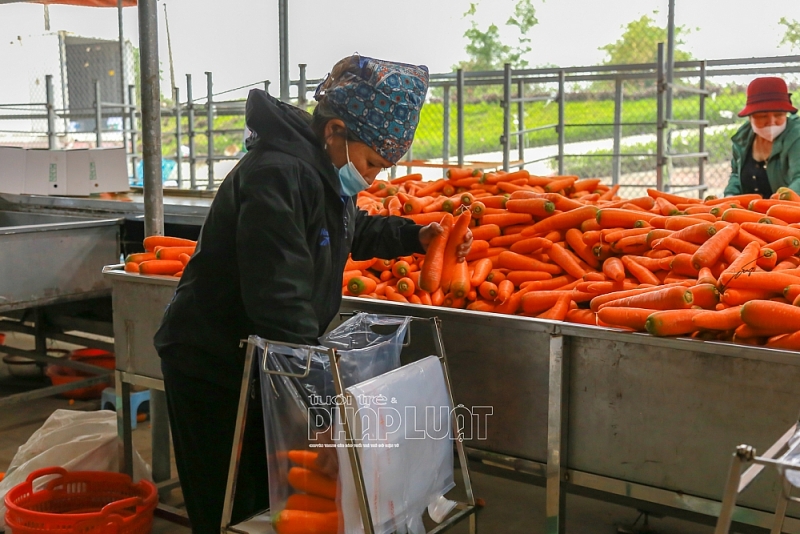 Nông dân Hải Dương hồ hởi ra đồng thu hoạch cà rốt sau dỡ bỏ phong tỏa