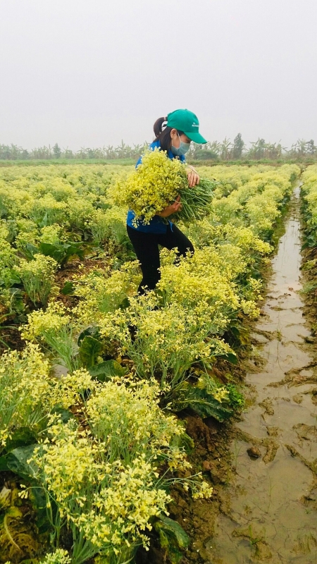 Những bó hoa “chỉ nở mùa Covid 19”