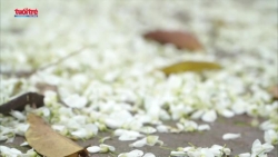 Đẹp nao lòng hoa sưa nở trắng Hà Nội