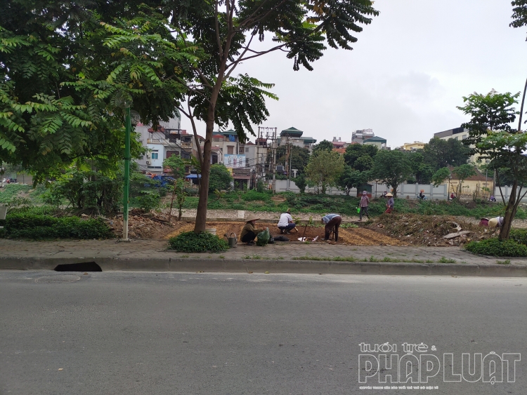 Nhiều người dân tự ý chiếm dụng bãi đất trồng cây xanh đô thị để trồng rau