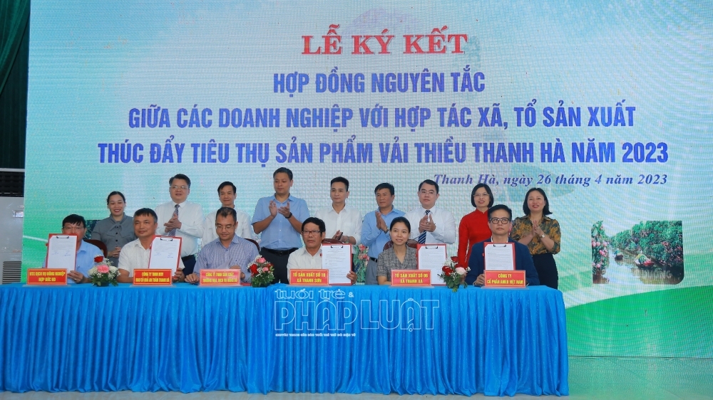 Hải Dương: Sắp tổ chức Hội nghị xúc tiến tiêu thụ vải thiều Thanh Hà