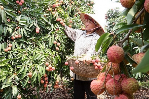 mua vai som o hai duong no luc tim dau ra sau anh huong cua covid 19