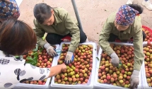 Đầu mùa, vải thiều Thanh Hà đắt hàng siêu thị và xuất khẩu