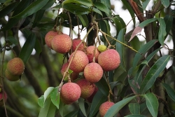 nong dan hai duong cung sendo tao dau ra lau dai cho nong san