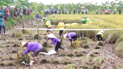 Hải Dương: Sắp diễn ra Lễ hội thu hoạch lúa hữu cơ bãi rươi vụ Xuân 2024