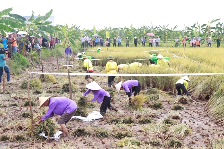 Hải Dương: Sắp diễn ra Lễ hội thu hoạch lúa hữu cơ bãi rươi vụ Xuân 2024