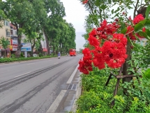 Hàng cây xanh mát giữa những ngày nắng đổ lửa ở đường Láng