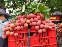 qua vai hai duong duoc mua duoc gia tieu thu thuan loi