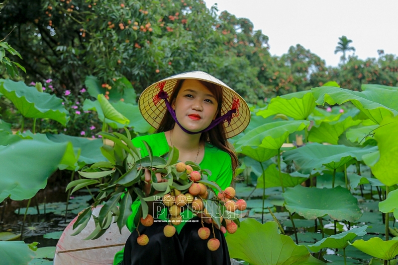 Hải Dương: Hấp dẫn du lịch trải nghiệm vườn vải thiều Thanh Hà