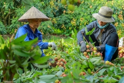 khoang 500 tan qua vai hai duong da duoc tieu thu tai cac nuoc