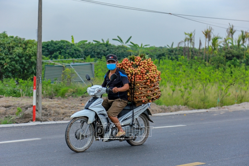 Vải thiều thanh hà hải Dương