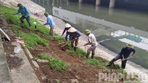 Trồng mới cỏ lá tre hai bên bờ kè sông Tô Lịch