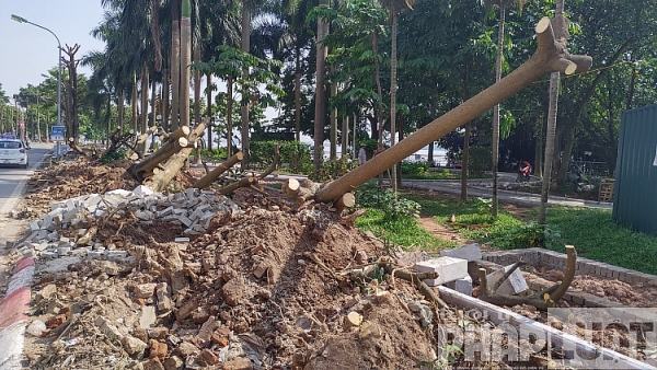 di chuyen 96 cay hoa sua pho trich sai theo nguyen vong cua dan