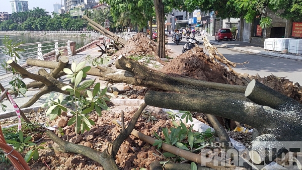 di chuyen 96 cay hoa sua pho trich sai theo nguyen vong cua dan