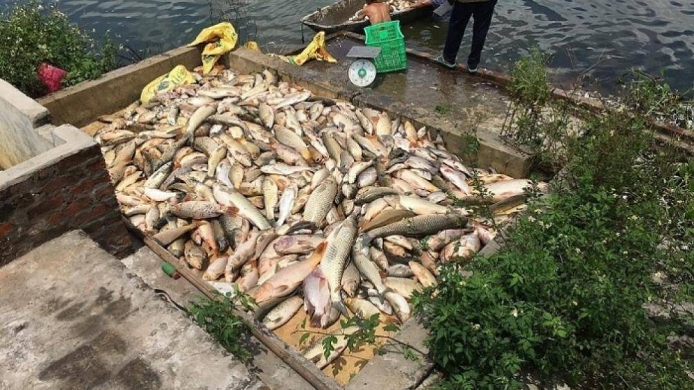 Hải Dương: Phục hồi điều tra vụ cá chết hàng loạt ở Nam Sách