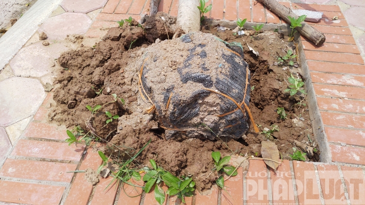 Cây xanh bật gốc lộ nguyên bầu đất bọc dứa