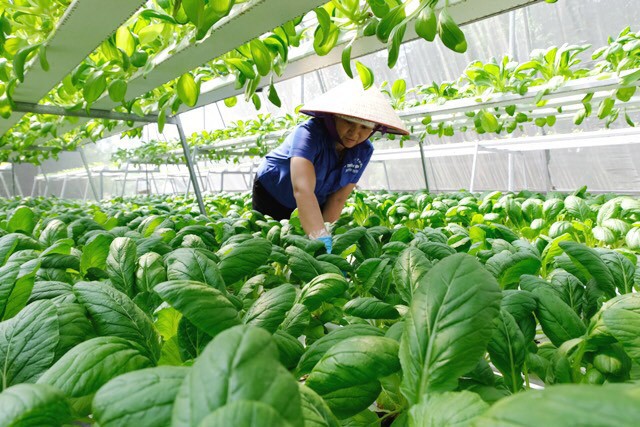 Bước đà để xây dựng nền nông nghiệp “minh bạch - trách nhiệm - bền vững”
