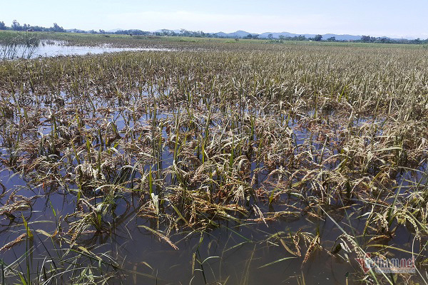 thoc nay mam vut cho trau an dan roi nuoc mat lo ngay mai