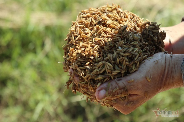 thoc nay mam vut cho trau an dan roi nuoc mat lo ngay mai