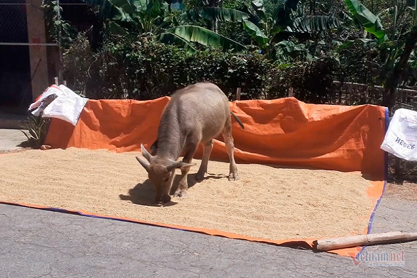 thoc nay mam vut cho trau an dan roi nuoc mat lo ngay mai