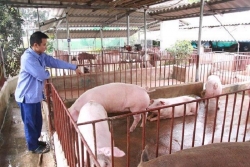 Hà Nội tập trung phát triển vùng chăn nuôi hữu cơ