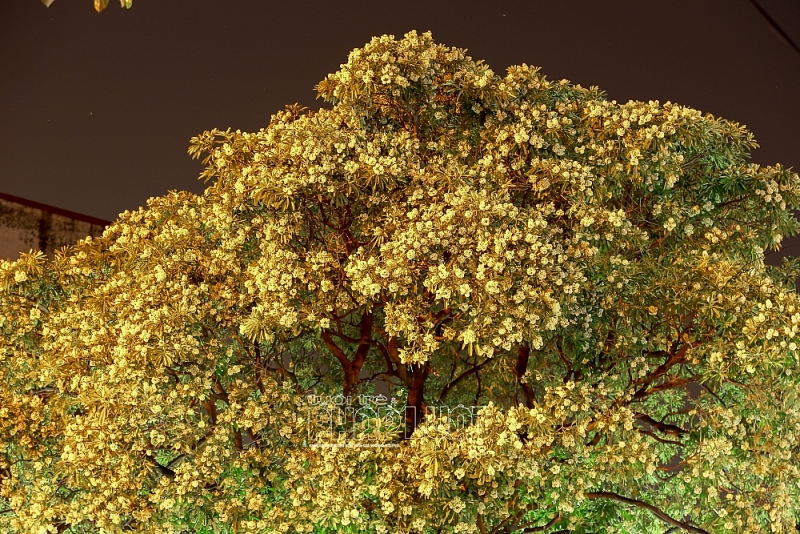 Mùa thu Hà Nội, mùa hoa sữa về thơm từng con gió