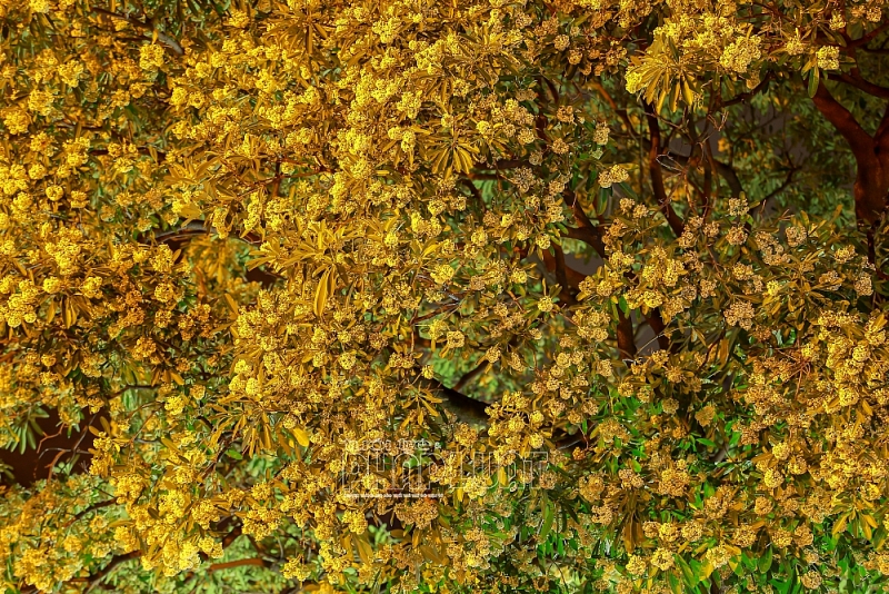 Mùa thu Hà Nội, mùa hoa sữa về thơm từng con gió