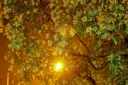 mua thu ha noi mua hoa sua ve thom tung con gio