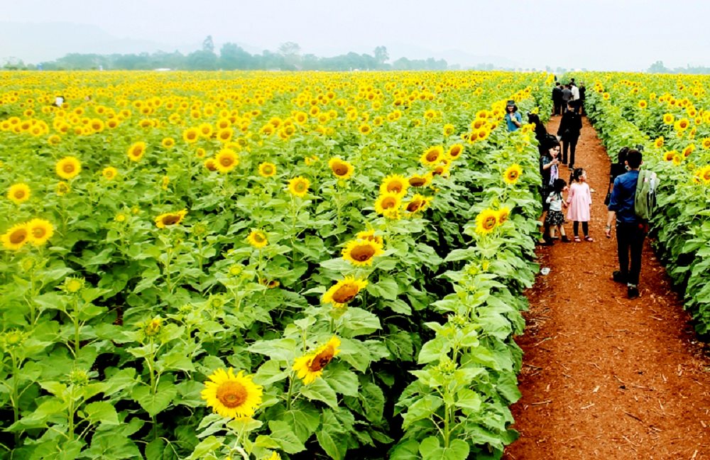 nghe an san sang cho le hoi hoa huong duong 2019