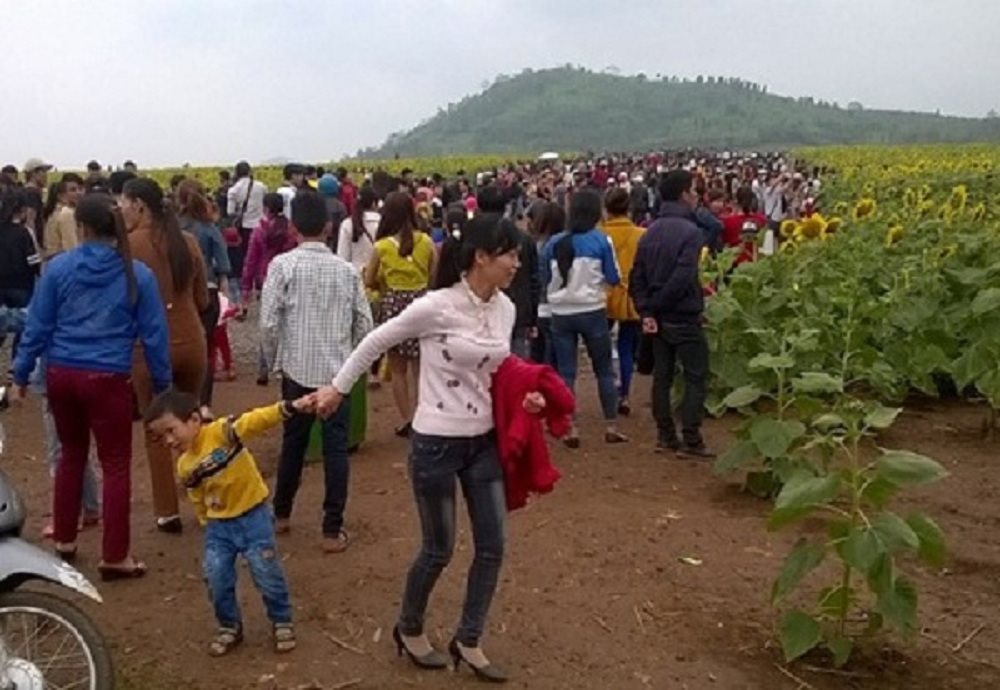 nghe an san sang cho le hoi hoa huong duong 2019