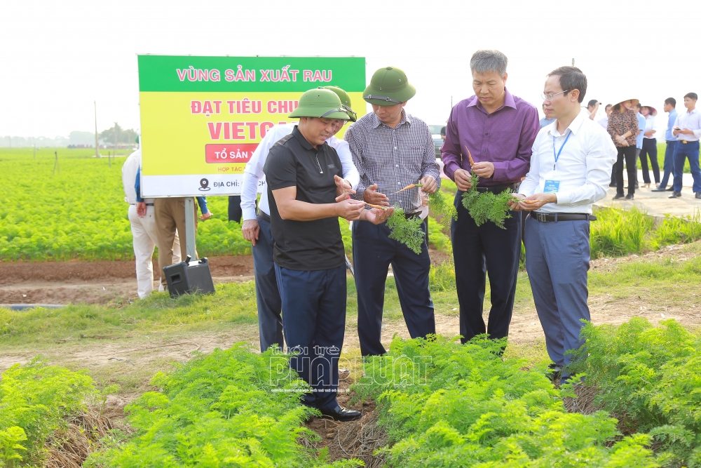 Hải Dương: Giá trị sản xuất rau màu vụ Đông cao gấp hơn 2,2 lần các tỉnh phía Bắc