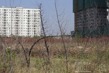 3.000 gốc đào chết khô, 30 hộ dân Hà Nội mất Tết