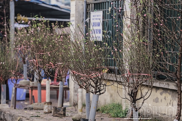 dao no som xuong pho don tet duong lich